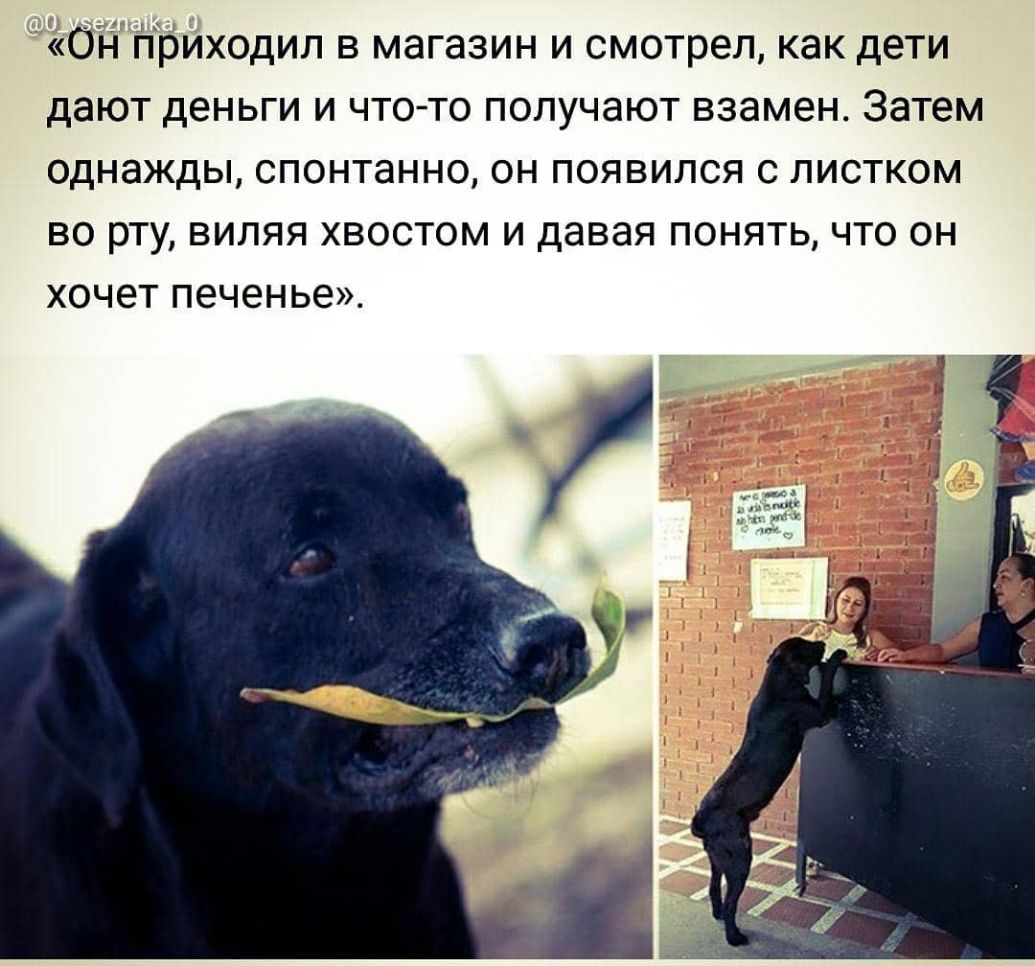 он приходил в магазин и смотрел как дети дают деньги и что то получают взамен Затем однажды спонтанно он появился с листком во рту виляя хвостом и давая понять что он ХОЧЭТ печенье