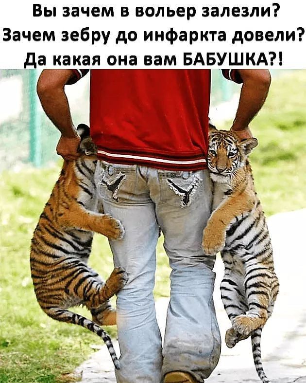 Вы зачем в вольер залезли Зачем зебру до инфаркта довели да какая она вам БАБУШКА