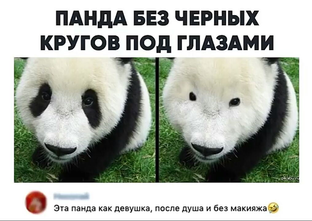 Панда без черных кругов под глазами фото
