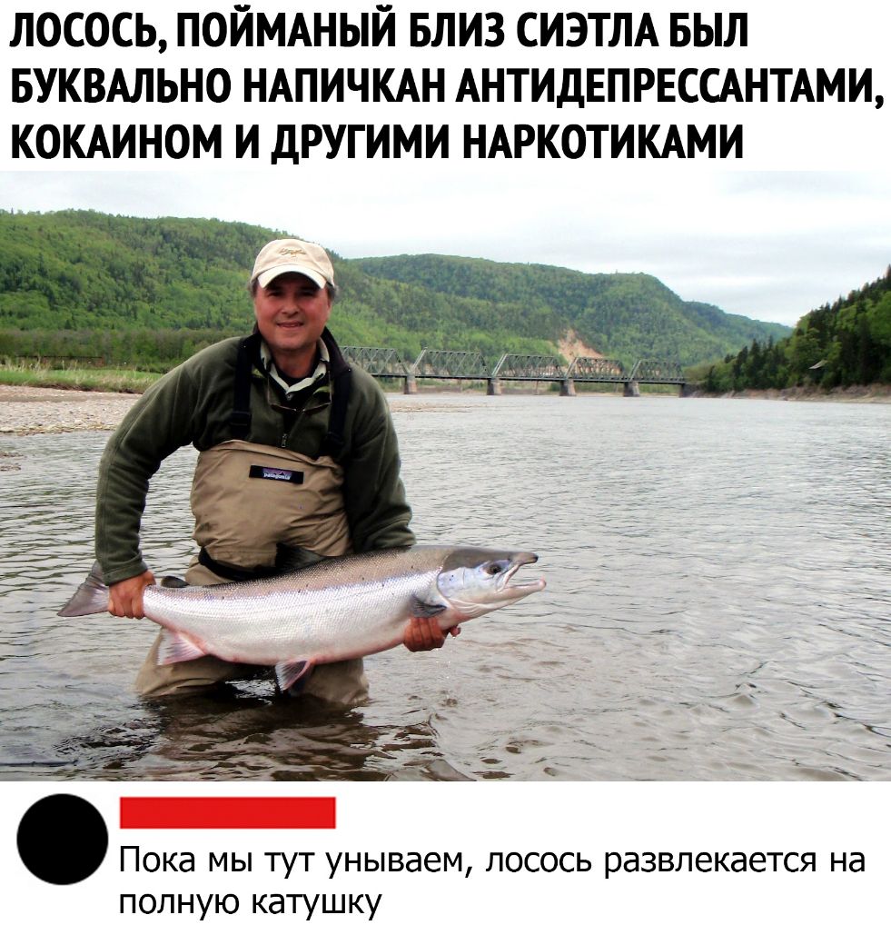 ЛОСОСЬ ПОЙМАНЫЙ БЛИЗ СИЭТЛА БЫЛ БУКВАЛЬНО НАПИЧКАН АНТИДЕПРЕССАНТАМИ КОКАИНОМ И дРУГИМИ НАРКОТИКАМИ Пока мы тут унываем лосось развлекается на полную катушку