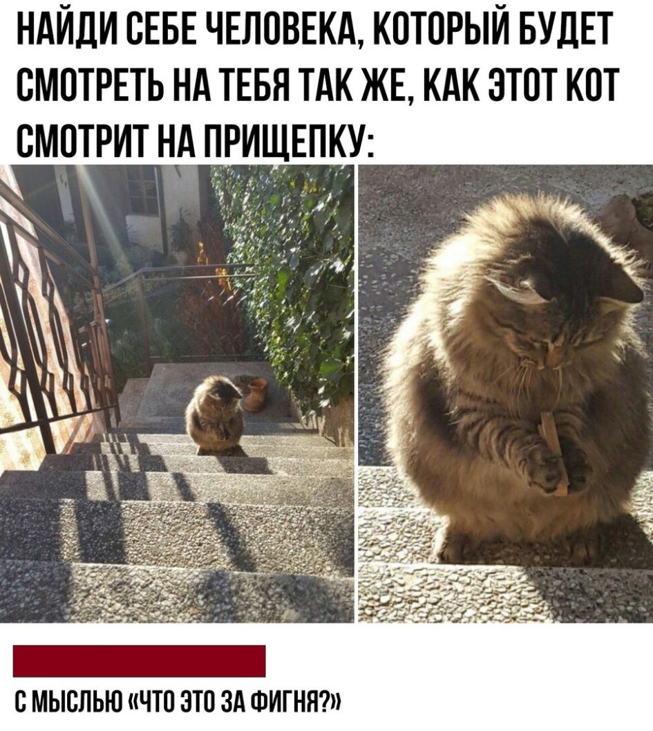 ндИди СЕБЕ ЧЕЛОВЕКА который БУДЕТ смотрвть нд тввя ТАК ЖЕ кдк этот кот смотрит нд ПРИЩЕПКУ С МЫСЛЬЮ ЧТО ЭТП ЗА ФИГНН