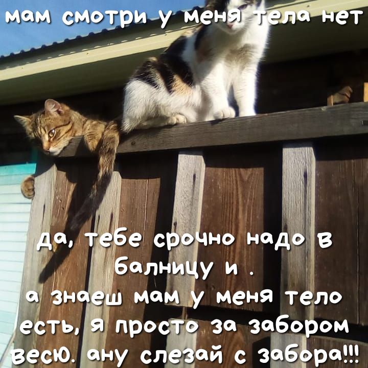 _Ъть про за зебр ом ёсЮ чу ежей с вёдра