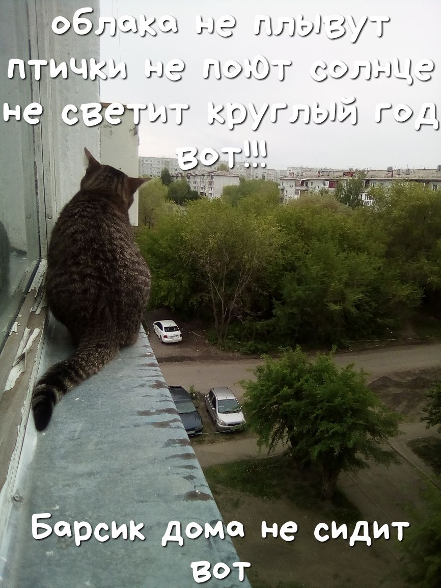 Элисз на ПЛЫЗУГ 1 и на 9301 Барсик дома не сидит вот