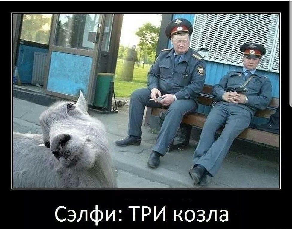 Сэлфи ТРИ козла