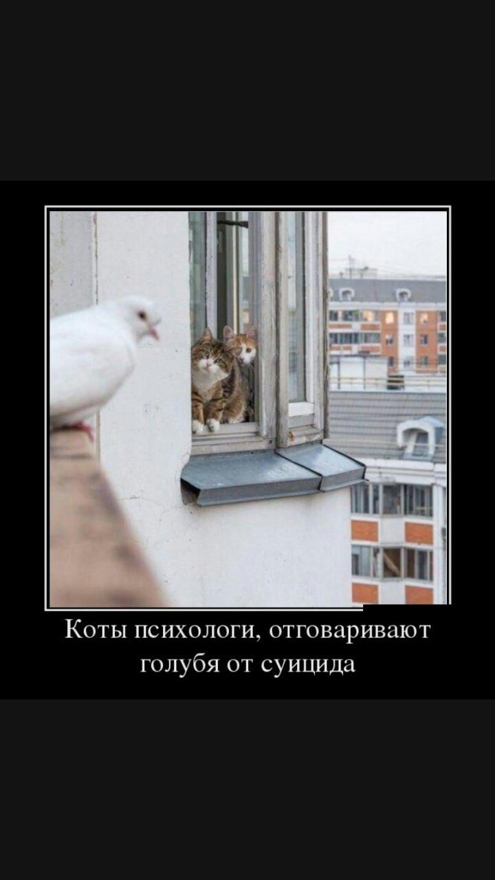 Коты психологи отговаривают голубя от суицида