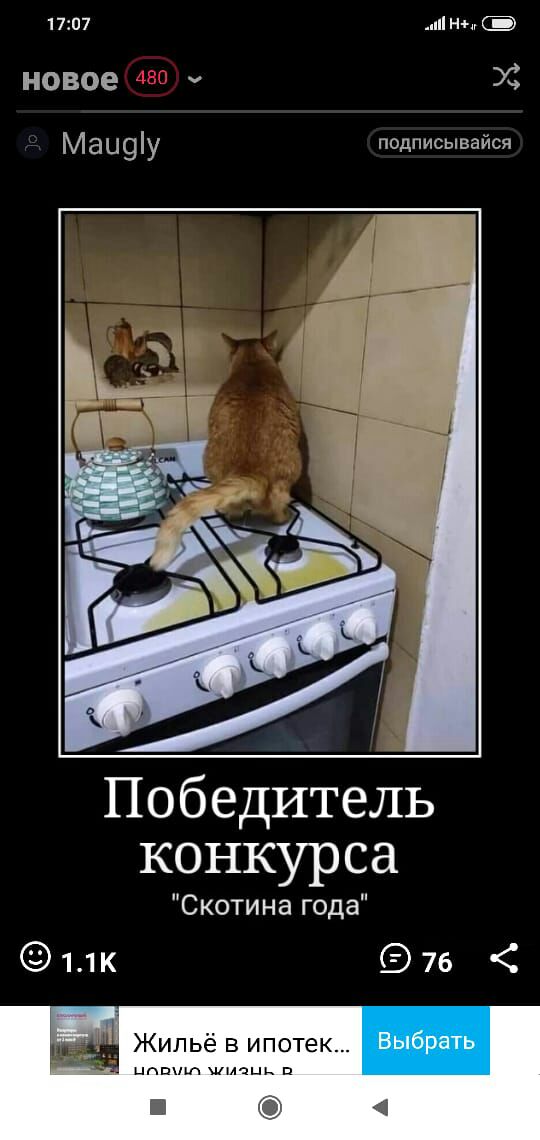 1707 НЫ новое _ Мац9у подписывайся Победитель конкурса Скотина года 11к 976