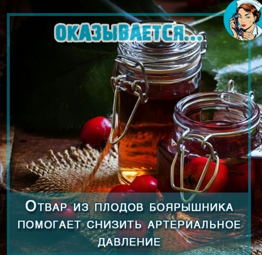 _ Б _ ОТВАРИЭ ПЛОДОВ БОЯРЬШНИКА ПОМОГАЕТ СНИЗИТЬ АРТЁАЛЬНОЕ дАвлвнив _ г