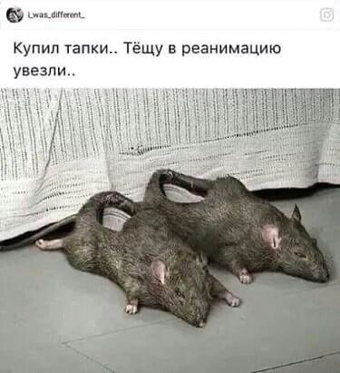 щ Купил тапки Тёщу реанимацию увезли