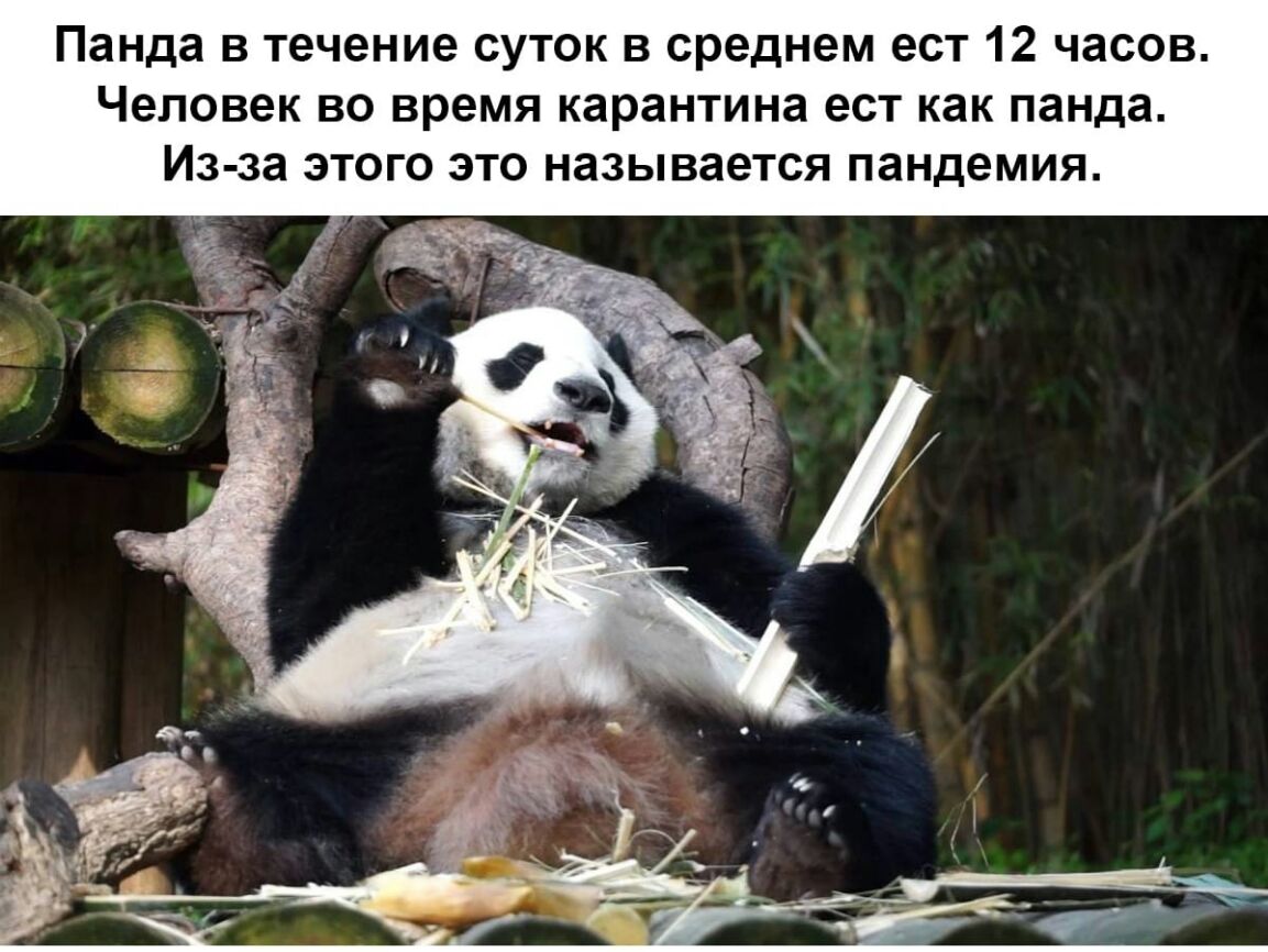 Панда в течение суток в среднем ест 12 часов Человек во время карантина ест как панда Из за этого это называется пандемия