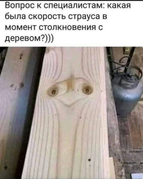 Вопрос к специалистам какая была скорость страуса в момент столкновения с деревом