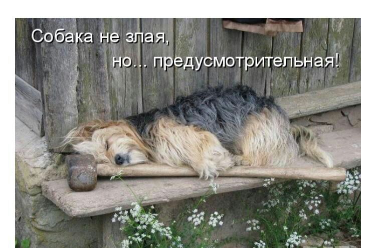 Собака не злая предусмотритепьная