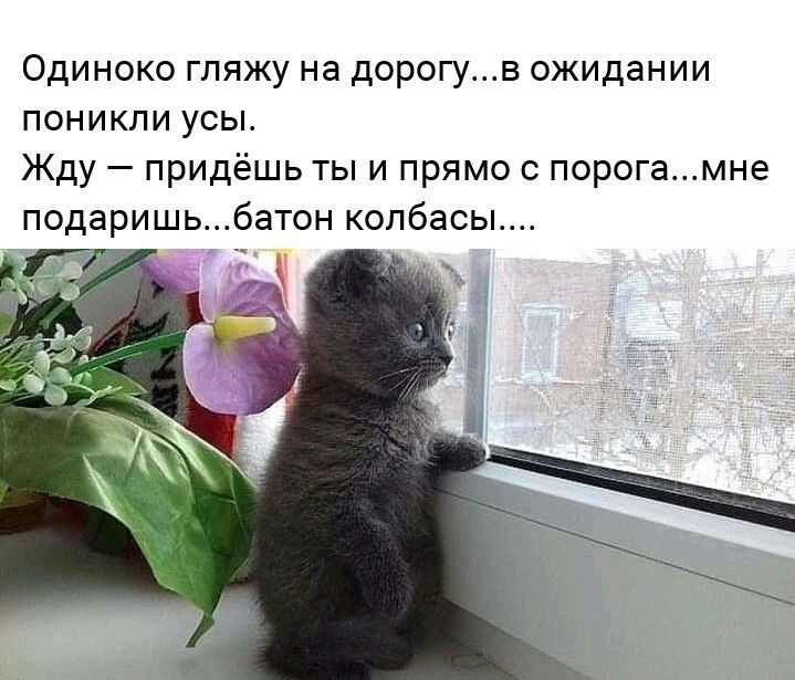 Одиноко гляжу на дорогув ожидании поникли усы Жду придёшь ты и прямо с порогамне подаришьбатон колбасы