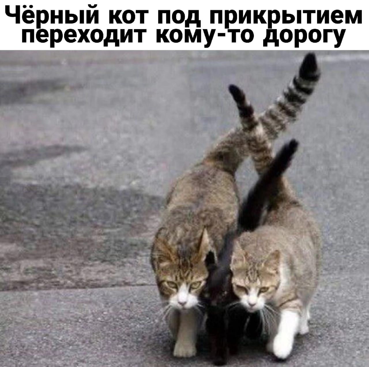 Чёёный кот под пргикдытием п реходит кому о орогу _ _ _х