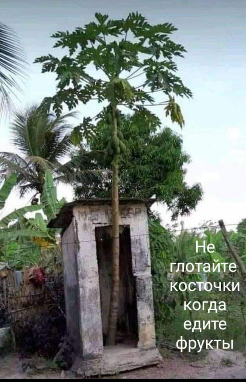 чки _ когда едите фруідё