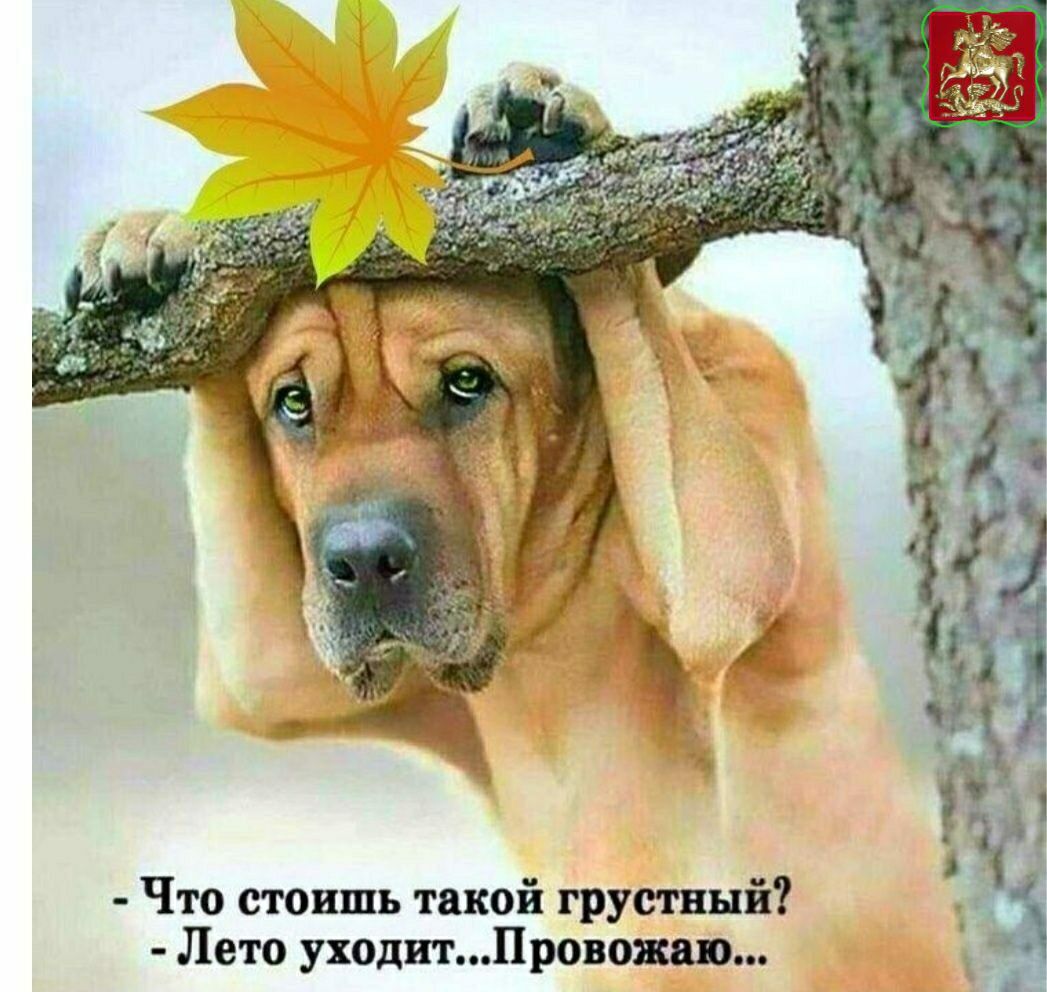 Что стоишь такой грустный Лето уходитПронш т