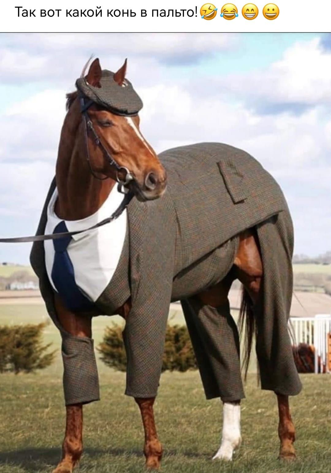 Одежда для лошадей