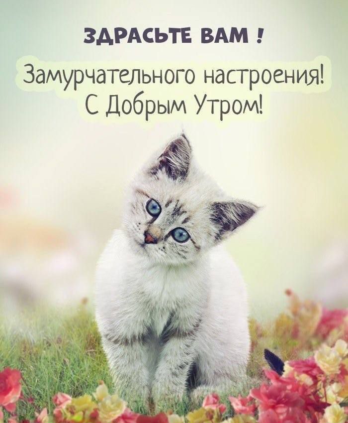 ЗАРАСЬТЕ ВАМ Замурчательного настроения С Добрым Утром