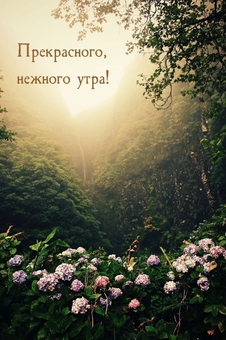 П РСКРЗСНОГСД НСЖНОГО утра