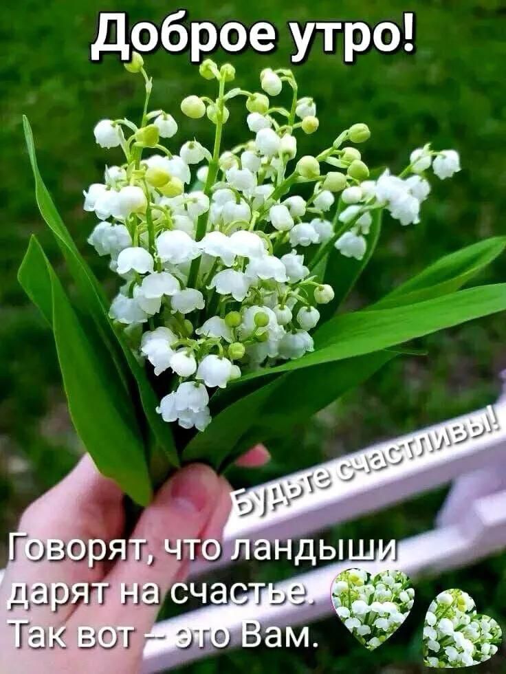 Доброе утро! Будьте счастливы! Говорят, что ландыши дарят на счастье. Так вот – это Вам.