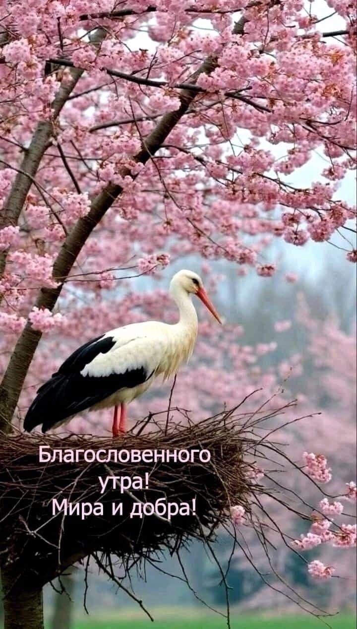 Благословенного утра! Мира и добра!
