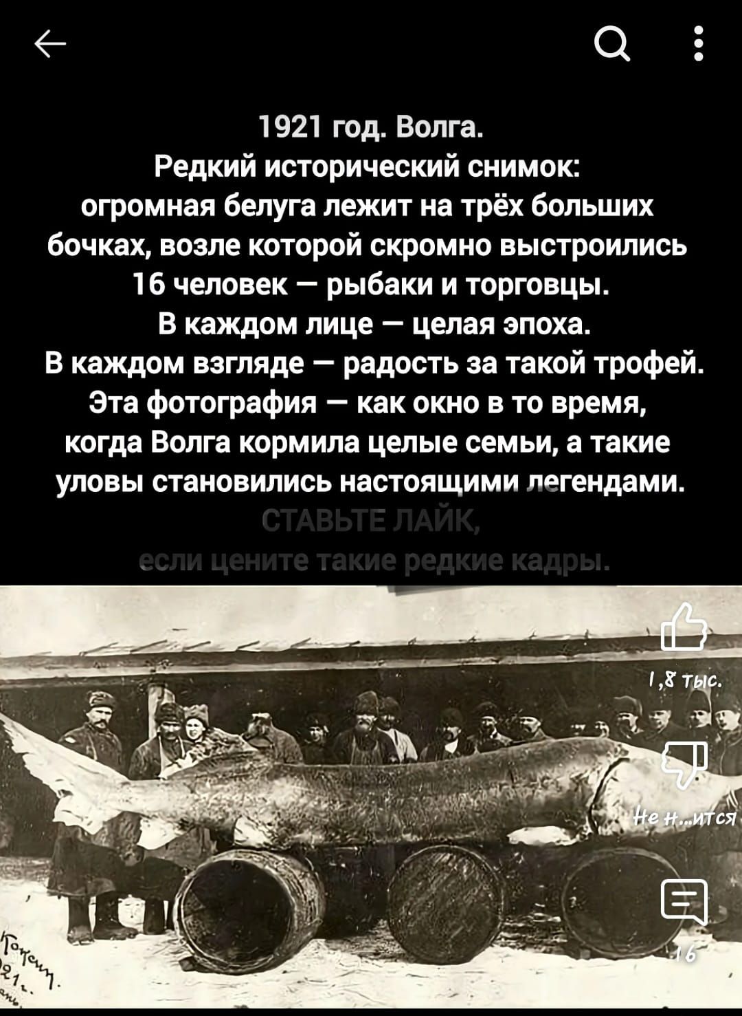 1921 год. Волга.
Редкий исторический снимок: огромная белуга лежит на трёх больших бочках, возле которой скромно выстроились 16 человек – рыбаки и торговцы.
В каждом лице – целая эпоха.
В каждом взгляде – радость за такой трофей.
Эта фотография – как окно в то время, когда Волга кормила целые семьи, а такие уловы становились настоящими легендами.
СТАВЬТЕ ЛАЙК,
если цените такие редкие кадры.