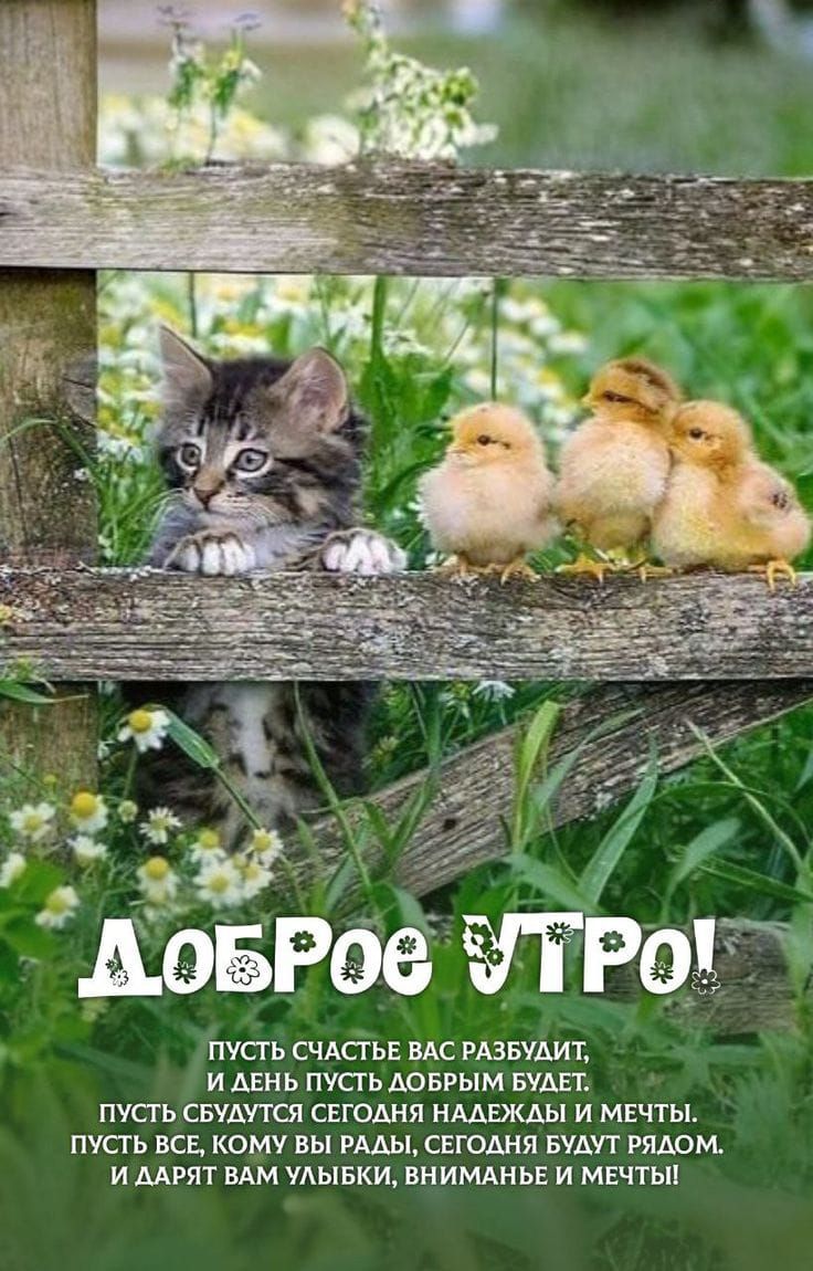 ДОБРОЕ УТРО! ПУСТЬ СЧАСТЬЕ ВАС РАЗБУДИТ, И ДЕНЬ ПУСТЬ ДОБРЫМ БУДЕТ. ПУСТЬ СБЫВАЮТСЯ СЕГОДНЯ НАДЕЖДЫ И МЕЧТЫ. ПУСТЬ ВСЕ, КОМУ ВЫ РАДЫ, СЕГОДНЯ БУДУТ РЯДОМ, И ДАРЯТ ВАМ УЛЫБКИ, ВНИМАНИЕ И МЕЧТЫ!