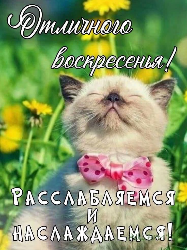 Отличного воскресенья! Расслабляемся и наслаждаемся!