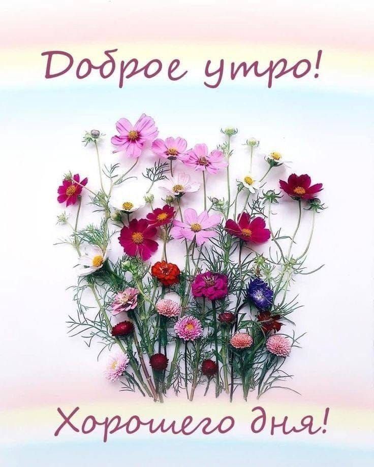 Доброе утро! Хорошего дня!