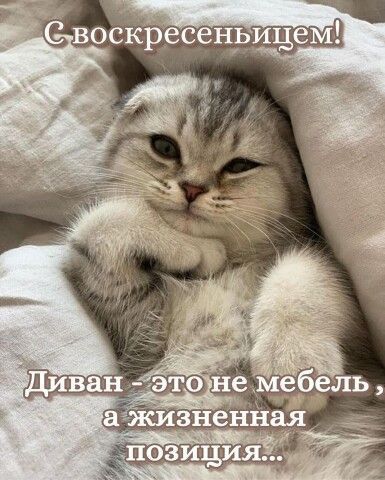 С воскресеньем! Диван - это не мебель, а жизненная позиция...
