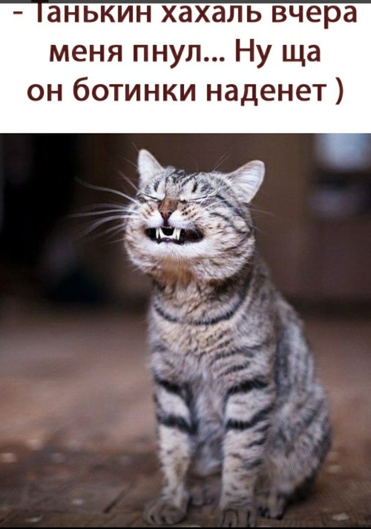 - Танькин хадакь вчера меня пнул... Ну ща он ботинки наденет )