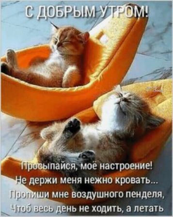 С ДОБРЫМ УТРОМ! Просыпайся, моё настроение! Не держи меня нежно кровать... Пропиши мне воздушного пенделя, Чтоб весь день не ходить, а летать