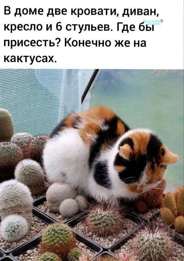 В доме две кровати, диван, кресло и 6 стульев. Где бы присесть? Конечно же на кактусах.