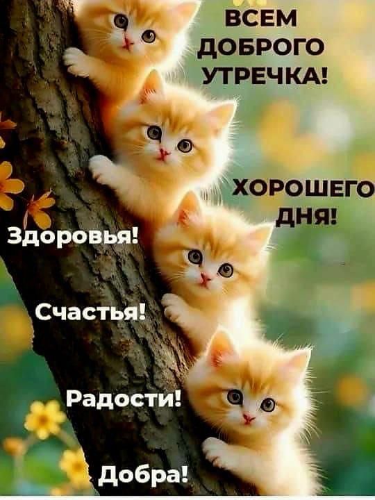 ВСЕМ ДОБРОГО УТРОЧКА! ХОРОШЕГО ДНЯ! Здоровья! Счастья! Радости! Добра!
