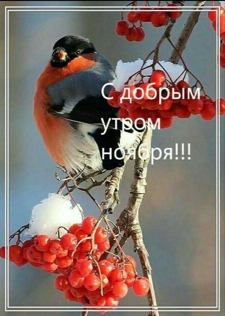 С добрым утром ноября!!!