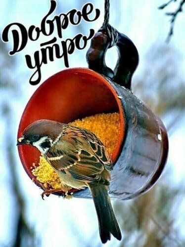 Доброе утро