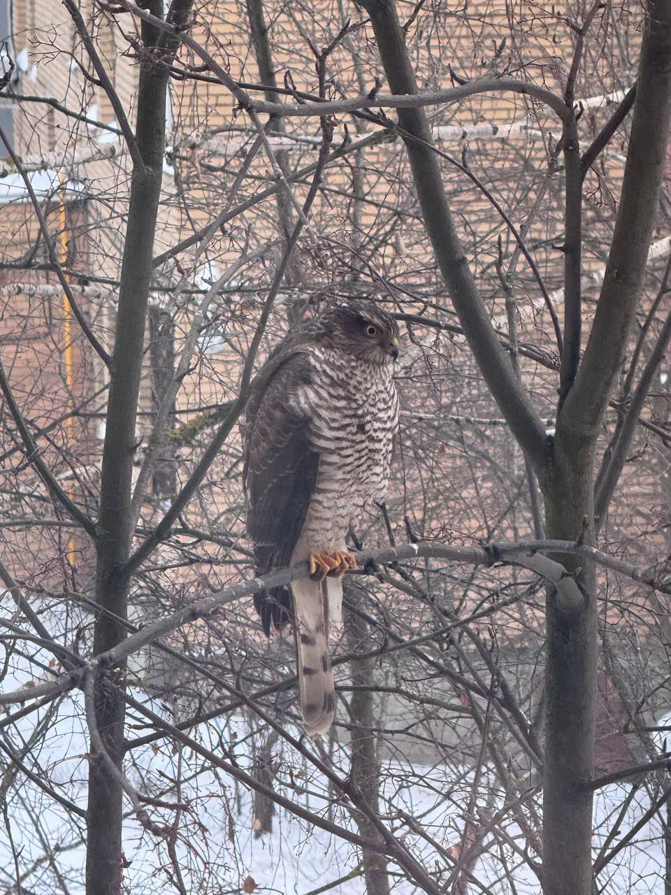 Ястреб на ветке среди голых деревьев в городе.