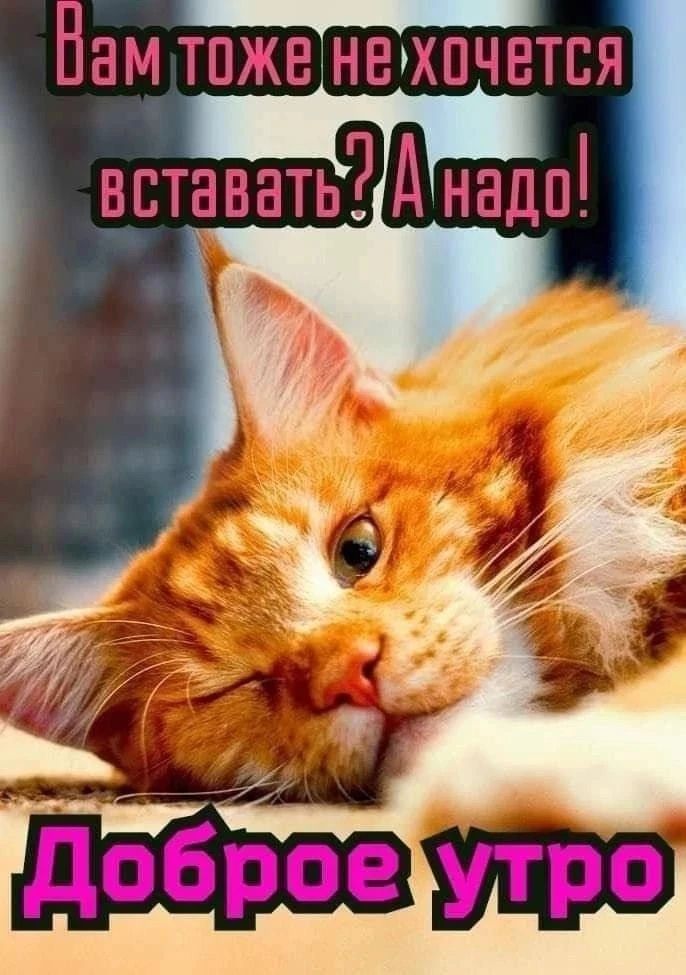 Вам тоже не хочется вставать? А надо! Доброе утро