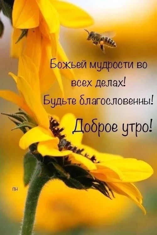 Божьей мудрости во всех делах! Будьте благословенны! Доброе утро! ПН