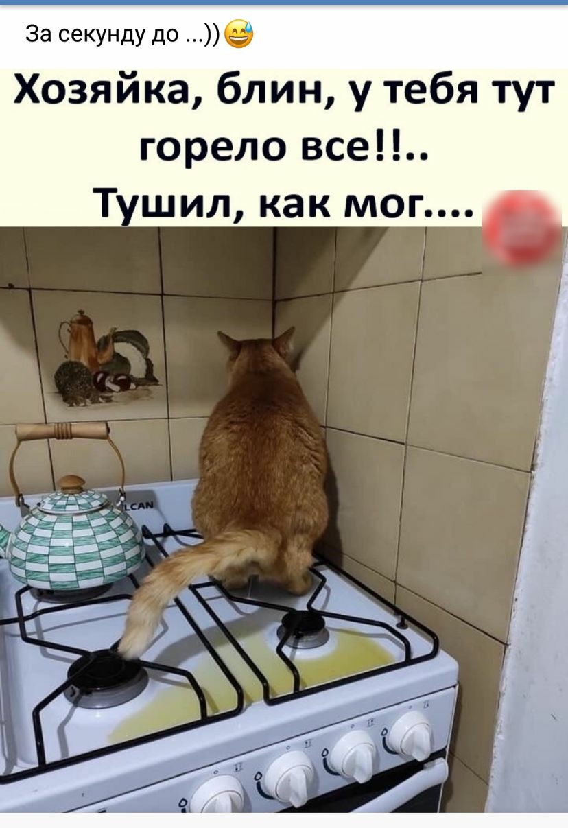 За секунду до Хозяйка блин у тебя тут горело все Т шил как мог