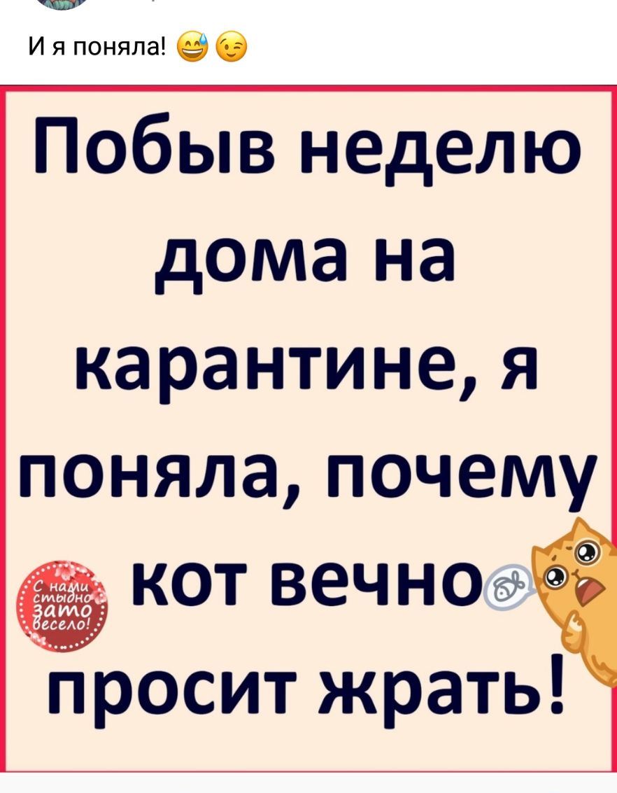 Побыв неделю дома на карантинея поняла почему кот ВЕЧНОё просит жрать