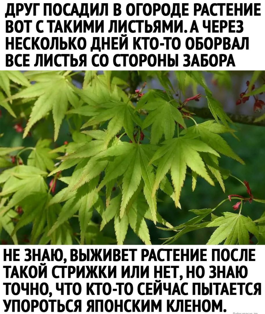 ДРУГ ПОСАДИЛ В ОГОРОДЕ РАСТЕНИЕ ВОТ С ТАКИМИ ЛИСТЬЯМИА ЧЕРЕЗ НЕСКОЛЬКО ДНЕЙ КТО ТО ОБОРВАЛ ВСЕ ЛИСТ ЬЯ СО СТОРОНЫ ЗАБОРА НЕ ЗНАЮ ВЫЖИВЕТ РАСТЕНИЕПОСЛЕ ТАКОЙ СТРИЖКИ ИЛИ НЕТ НО ЗНАЮ ТОЧНО ЧТО КТО ТО СЕЙЧАС ПЫТАЕТСЯ УПОРОТЬСЯ ЯПОНСКИМ КЛЕНОМ __