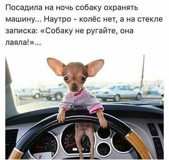 Посадипа на ночь собаку охранять машину Наутро колёс нет а на стекле записка Собаку не ругайте она папче