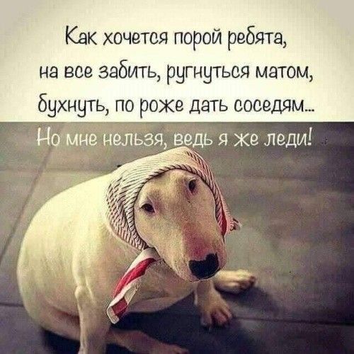 Как хочется порой ребята на все забить ругнуться матом бухнуть по роже дать соседям Нена ншьзя ведь я же леди