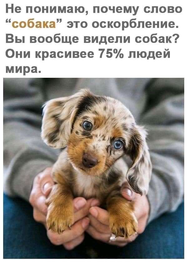 Не понимаю почему слово собака это оскорбление Вы вообще видели собак Они красивее 75 людей мира