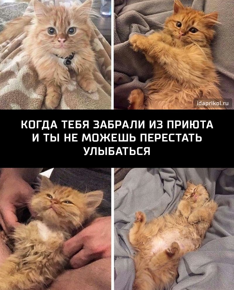 КОГДА ТЕБЯ ЗАБРАЛИ ИЗ ПРИЮТА И ТЫ НЕ МОЖЕШЬ ПЕРЕСТАТЬ УЛЫБАТЬСЯ