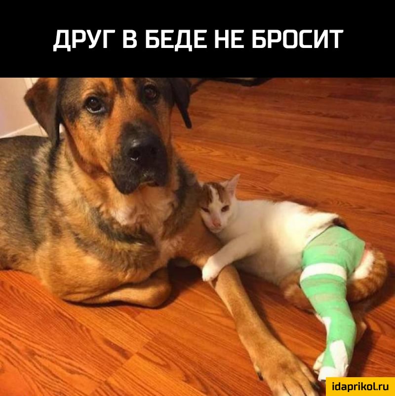 ДРУГ В БЕДЕ НЕ БРОСИТ