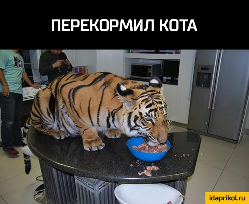 ПЕРЕКОРМИЛ КОТА