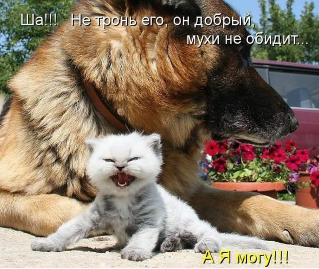 часггорон добрь мухи не идит