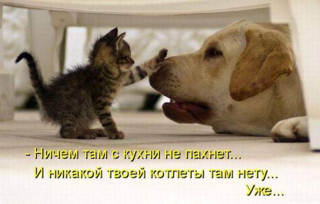Ничем там с кухни не пахнет И никакой теоеи котлеты тети нету Уже