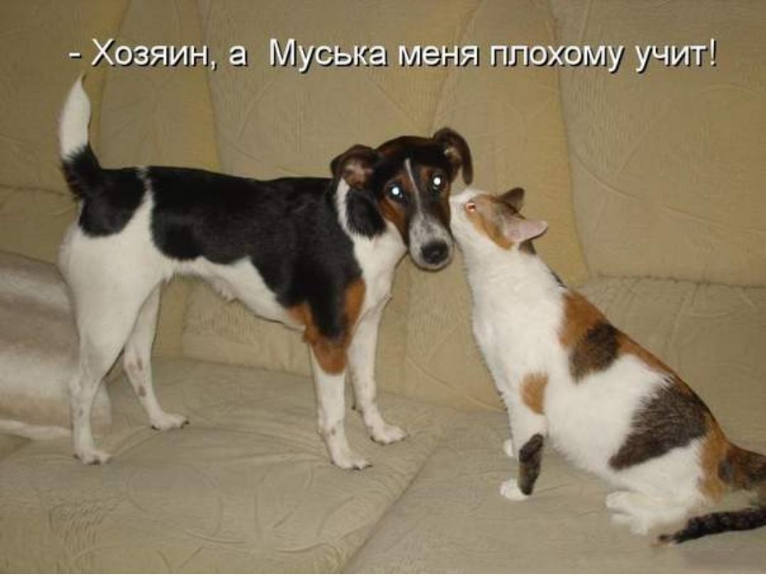 Хоетщ ал Муська плохому учит